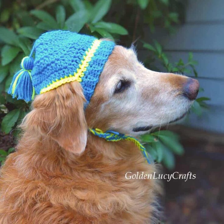 Image for Dog Hat Crochet Pattern