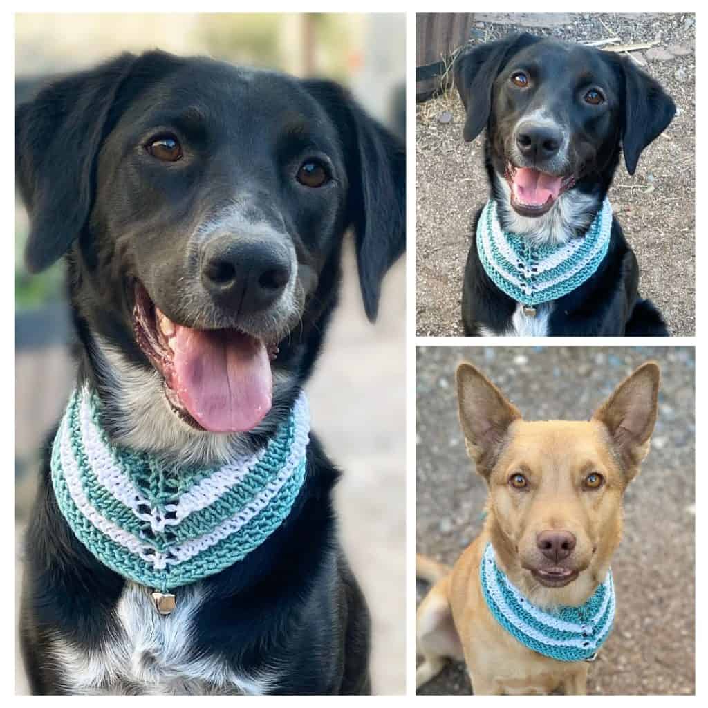 Dog store scarf knit